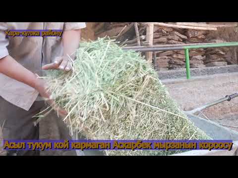 Видео: Ала-тоо породасы 50% ашыгы эгиздеп тууйт! Асыл тукум кирешени көп апкелет.Сандан сапатка өтүш керек.