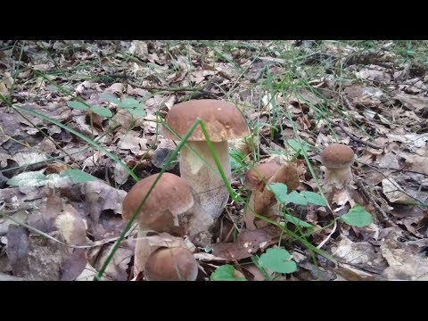 Видео: Липневі гриби Тернопільщини.