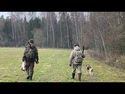 Видео: Охота на зайца с эстонской гончей ! 12.11.24 г. Каждому по зайцу . Добыли трех !