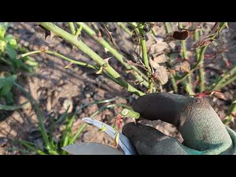 Видео: Открытие роз🌹🌹🌹И все работы с этим связанные)