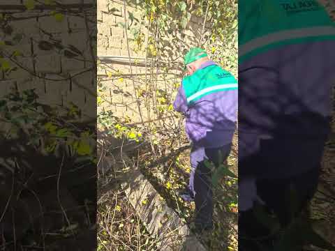 Видео: таҷрибаи обрезкаи дарахти себ