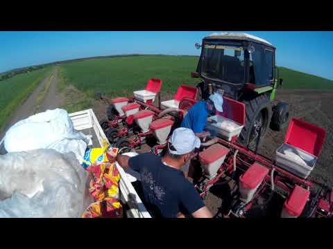 Видео: МТЗ 82.1 , посев Подсолнечника 2018