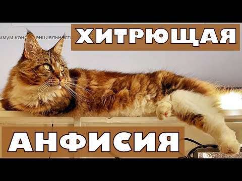 Видео: Кот Вилли, Арчик и супер-кошка Анфиса