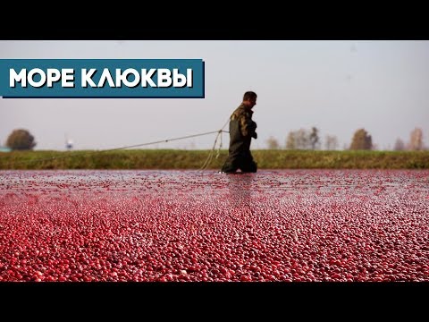 Видео: Клюква в Полесье. Вот так собирают «красное золото»!