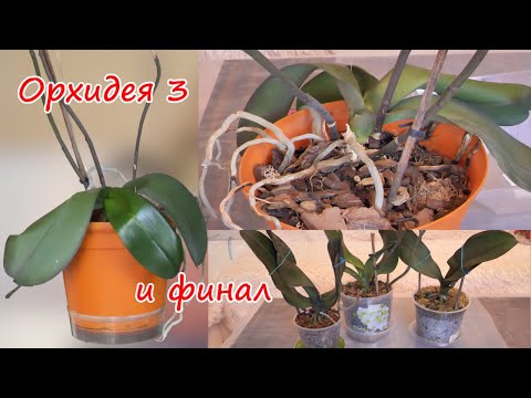 Видео: Гербарий 3. Зачистить корни орхидее. Подобрать правильный объем горшка и пересадить. Финал.