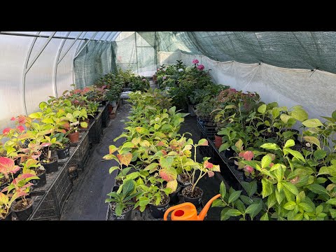 Видео: Обзор Крупнолистной гортензии🌸7.09.2025