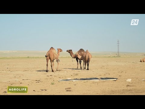 Видео: Құрғақ шұбат. Түйе шаруашылығы | Agrolife