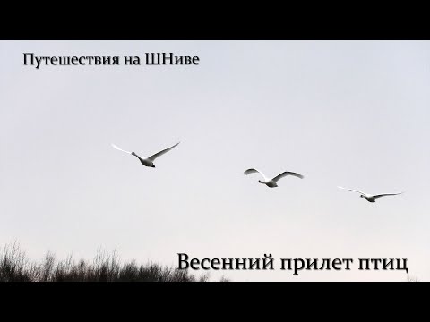 Видео: Весенний прилет птиц.