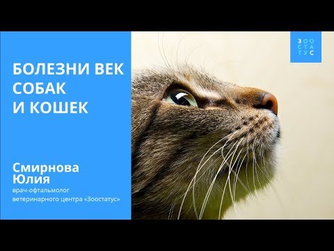 Видео: Болезни век у животных
