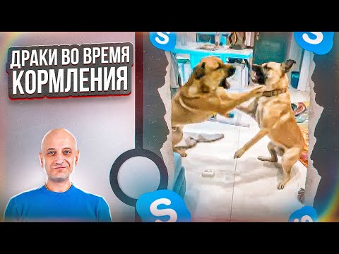 Видео: Драки во время кормления