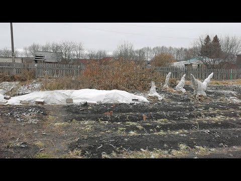 Видео: Наш огород в деревне к зиме готов! Засолили капусту и убрали кочаны на хранение.