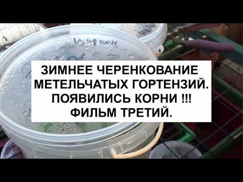 Видео: Зимнее черенкование метельчатых гортензий.Появились корни !!! Фильм третий.