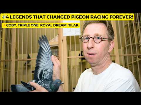 Видео: Раскрыта стратегическая генетическая роль гоночного голубя Купмана: история Коби и полного рассел...