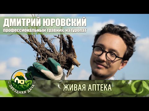 Видео: ПОДОРОЖНИК/ Какие болезни лечит подорожник? РЕЦЕПТ - Живая аптека с Дмитрием Юровским #звезднаядача