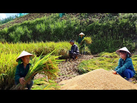 Видео: Строим новую жизнь Ep.31 | Урожай риса, чтобы подготовиться к празднованию нового риса |