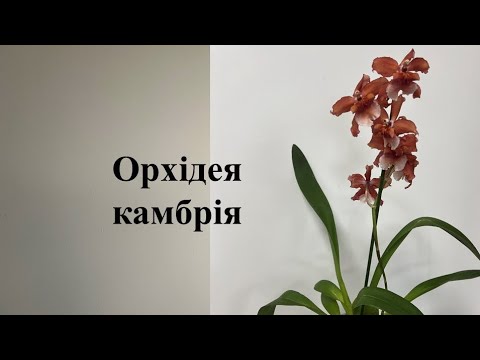 Видео: Орхідея камбрія - невибаглива красуня