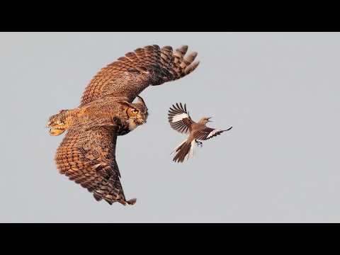 Видео: ВИРГИНСКИЙ ФИЛИН - ночной охотник, атакующий Мышей, Кроликов Ястребов и даже Орлов!