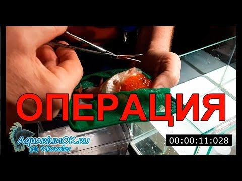 Видео: Gold fish surgical attack, или делаем рыбку зрячей