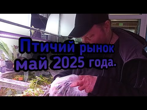 Видео: Птичий рынок май 2025.