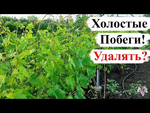 Видео: Что ДЕЛАТЬ с ХОЛОСТЫМИ ПОБЕГАМИ Винограда? УДАЛЯТЬ или НЕТ?