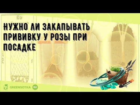 Видео: Нужно ли закапывать прививку у розы при посадке