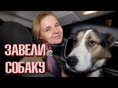 Видео: Не бездомный пёс Бошар