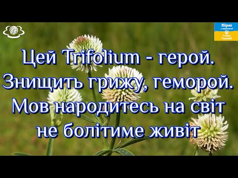 Видео: 🌺Цей Trifolium - герой. Знищить грижу, геморой. Мов народитесь на світ не болітиме живіт🌺🌺🌺