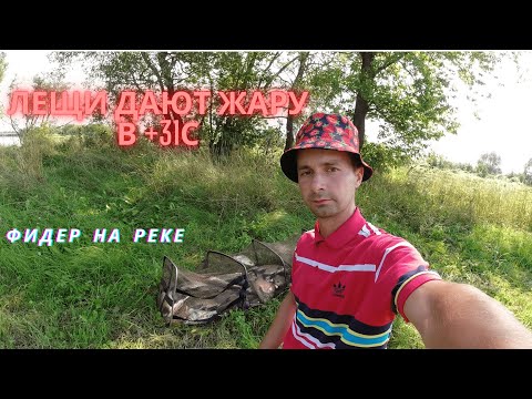 Видео: РЕЧНЫЕ КРАКЕНЫ ОТСТРЕЛИВАЮТ КВИВЕРТИП! ЛОВЛЯ ЛЕЩА НА РЕКЕ.