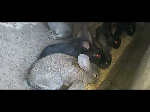 Видео: содержания кроликов в вольере плюсы и минусы.