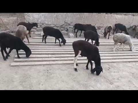 Видео: Стоп шгнов рафтан