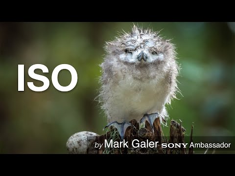 Видео: Настройки ISO при использовании камер Sony Alpha