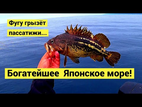 Видео: Богатейшее Японское море! Фугу, батимастер, марулька, шлемоносец, окунь штейндахнера // Субтитры