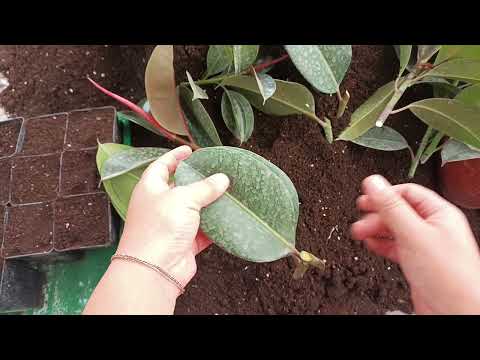 Видео: Фикус эластика София ( Букетны)гулини купайтирамиз