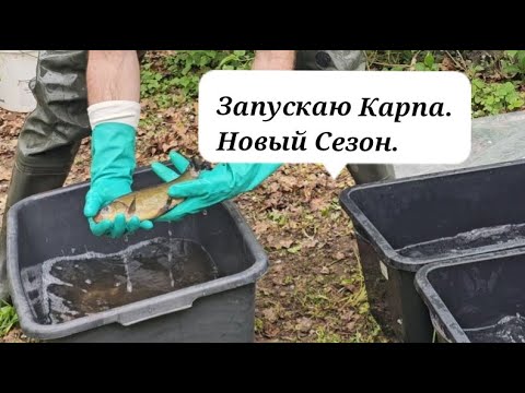 Видео: Запускаю Карпа. Обзор маленького Пруда. #карп #пруд #природа