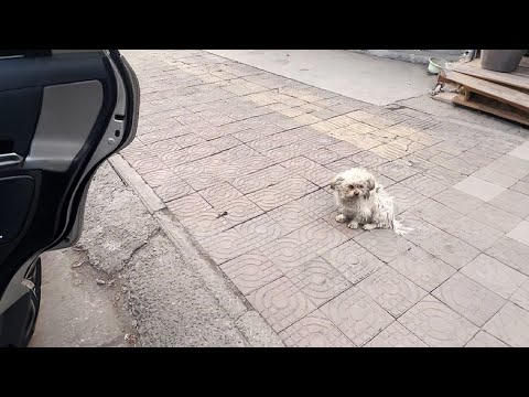 Видео: Пойдём домой, я о тебе позабочусь...