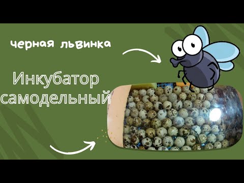 Видео: Самодельный инкубатор