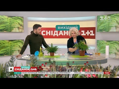 Видео: Как приготовить домашнюю подкормку для папоротника - Зеленый участок