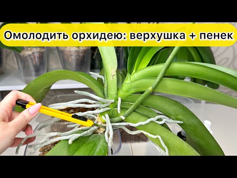 Видео: ОМОЛОДИТЬ орхидею / Верхушка орхидеи и Пенек орхидеи
