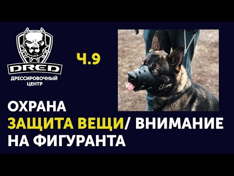 Видео: Охрана вещи | Выдержка | Убираем перевозбуждение собаки | Как переключить внимание на фигуранта ч.9