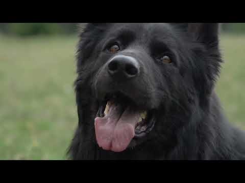 Видео: Дарк, чёрная длинношерстная немецкая овчарка