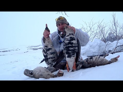 Видео: ОХОТА НА ГУСЯ НА КРАЙНЕМ СЕВЕРЕ \ Goose hunting