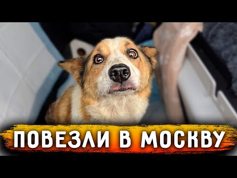 Видео: Поехали с Боней и Нукером в Москву за 1500 км. По дороге на трассе лежала собака, отнялись лапы.