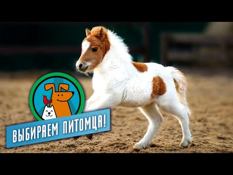 Видео: Миниатюрные лошади. Выбираем питомца с Алексеем Ягудиным