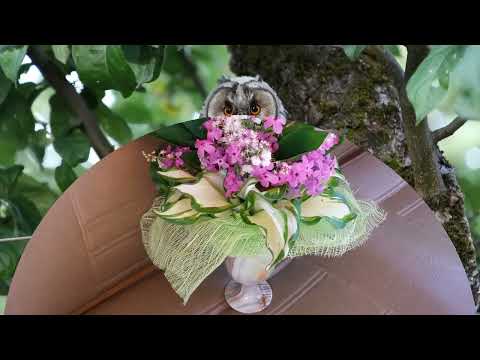 Видео: Как прекрасен этот мир