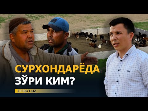 Видео: ҲОКИМИЯТ, ҚЎМИТА, КЛАСТЕР: ЧОРАСИЗ ЧОРВАДОРЛАР... – EFFECT.UZ