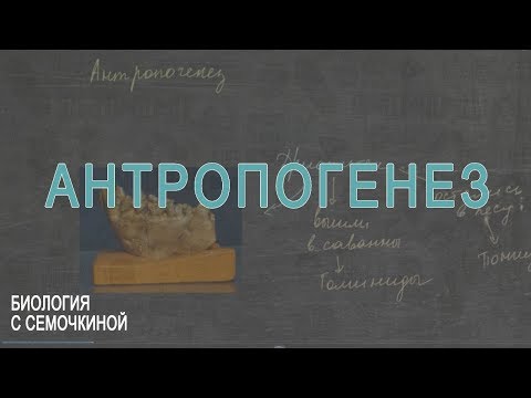 Видео: Антропогенез