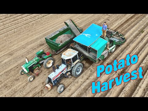 Видео: Сбор урожая органического картофеля с 10 акров
