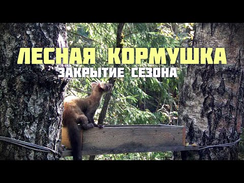 Видео: Лесная кормушка. Закрытие сезона