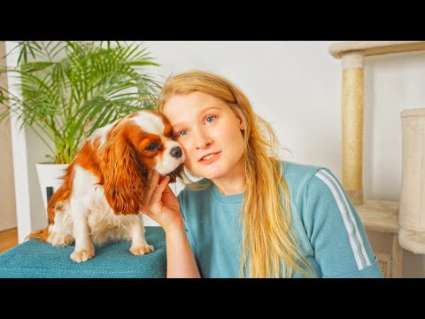 Видео: Рандомные факты о моем кавалер кинг чарльз спаниеле // Привет, сентябрь! День 14.