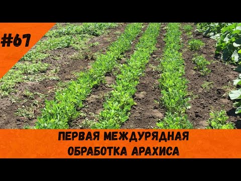 Видео: Первая междурядная обработка арахиса